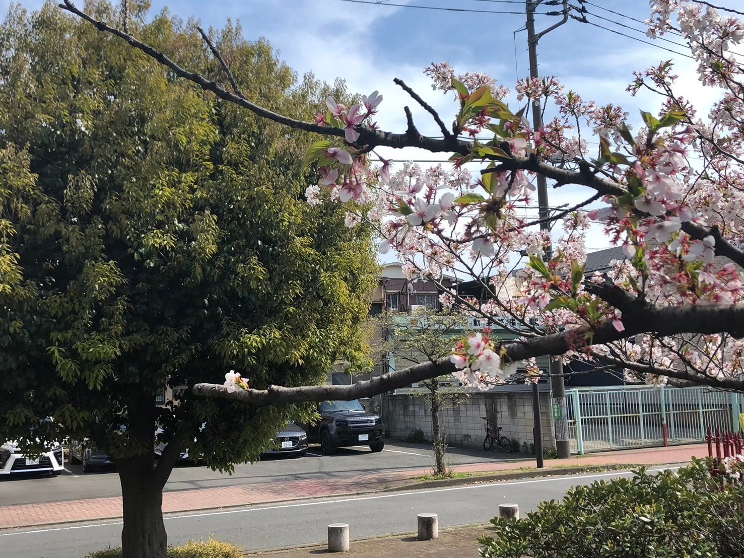 大師公園でプチ花見