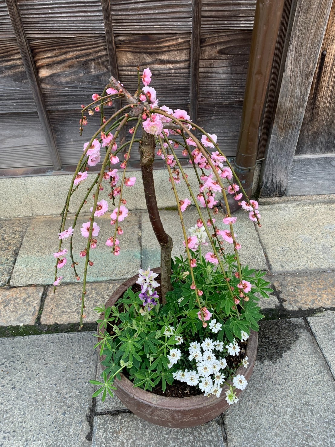 梅が咲きました❢