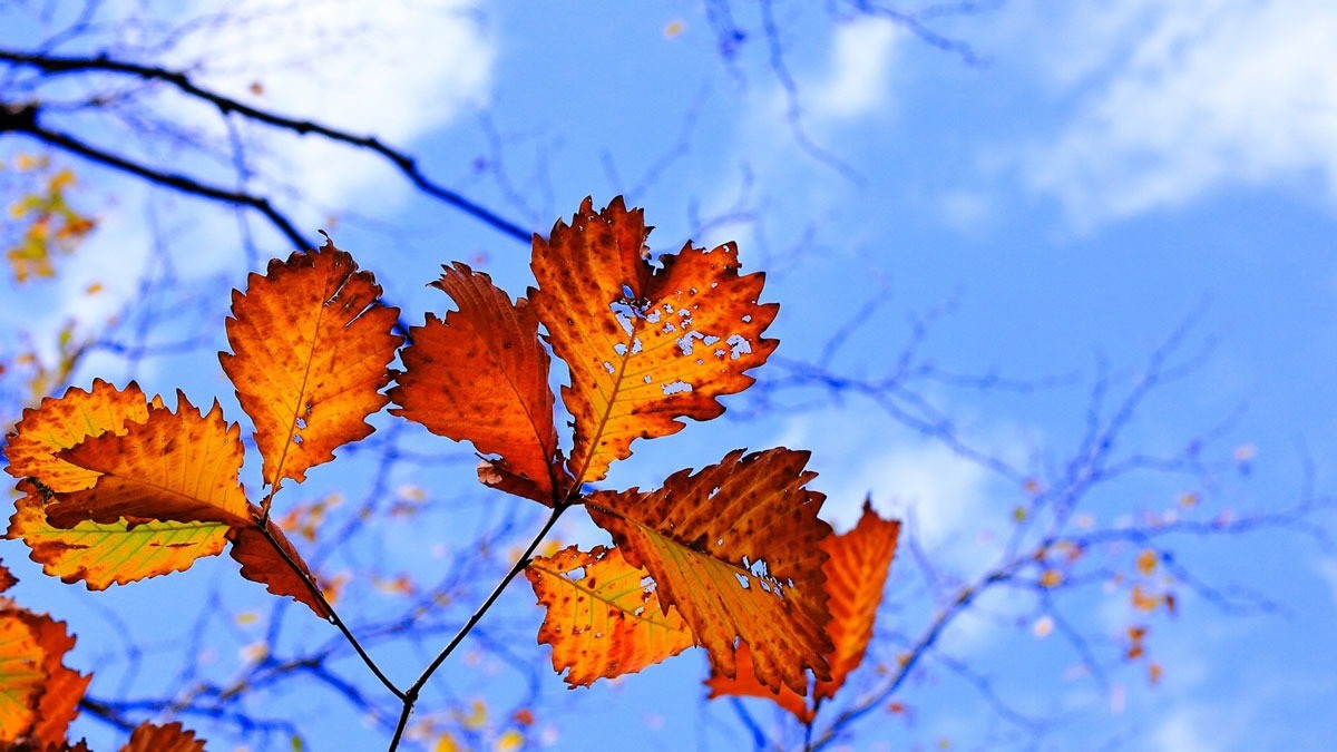 第1回川崎マック・ダルク共催セミナー12月10日開催｜依存症回復支援の専門医が講演