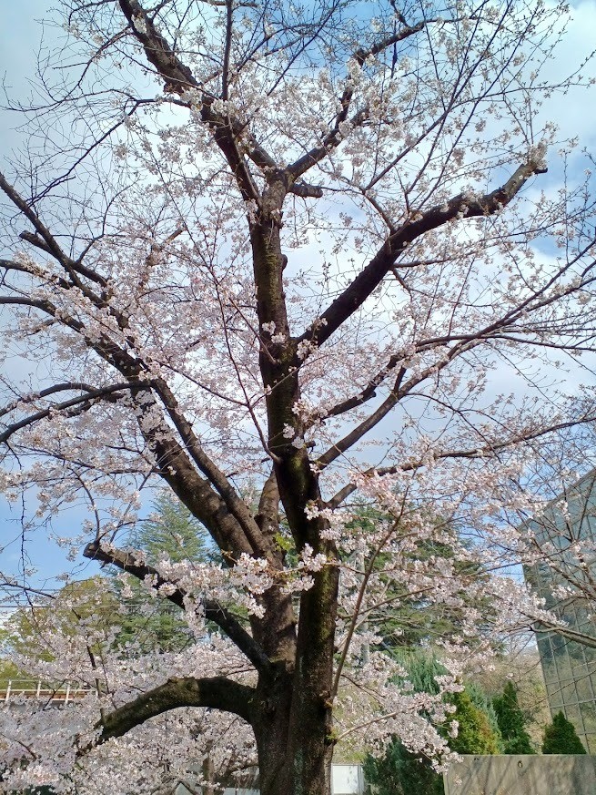 2026年　お花見🌸で一句